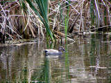 Gadwall