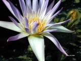 Water Lily 3