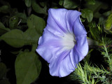 Lindheimers Morning Glory