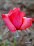 Red Rose 5