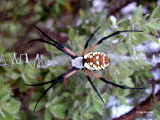 Spider 4