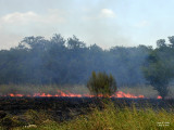 Brush Fire 1