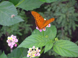 Butterfly on Lantana 3