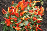 Peppers