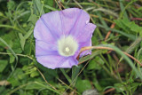 Morning Glory