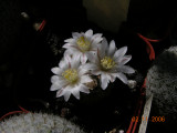 Mammillaria sanchez-mejoradae