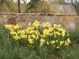 Daffodils at Tylers Childrens Park