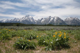 Balsam root and Tetons