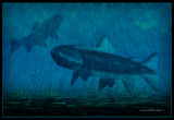 virtual-aquarium.jpg