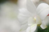 Orchid - Dendrobium Masako Kotaishi Hidenka