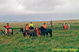 Icelandic Horses and drovers