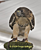Red Tail Hawk with an eagle eye
