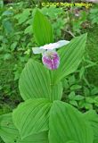 Pink Ladys Slipper