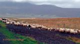 Icelandic sheep with sheepdog