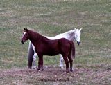 Two horses posing for me!