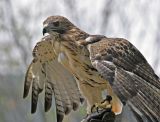 Young Red Tailed Hawk