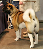 Akita dog