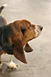 Bassett Hound