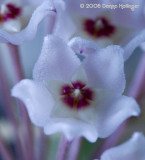 Hoya Carnosa