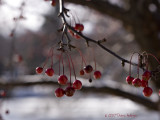 Cornus Malus Berries