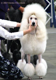 Showing a White Poodle