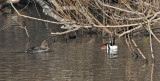 Immature and mature Hooded Mergansers
