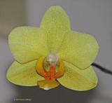 Limey Phalenopsis Orchid