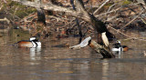 Hooded Mergansers Foraging