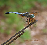 Green Eyed DragonFly