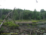 Hummock on Puffer Pond