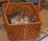 Josie fitting herself into a basket