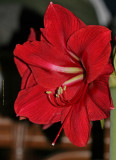 Crimson Amaryllis Today