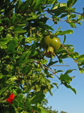Green Pomagranate