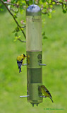 Male and Female Goldfinches Feeding