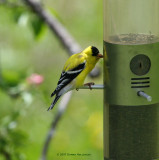 Male Goldfinch