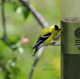 Piglet Gold Finch