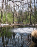 Vernal Pool with Ice