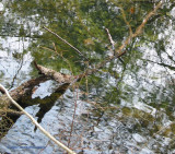 Assabet Vernal Pool