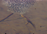 Red spotted newt feeding on frog eggs