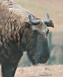 Takin is the national animal of Bhutan