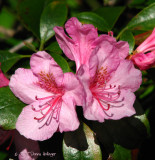 Rose Colored Azalea