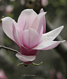 Magnolia Blossum