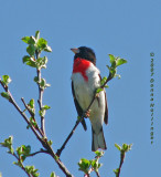 Rose Breasted Grosbeak Mating Season