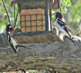 Two Male Red Breasted Grosbeaks