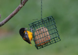 Oriole with suet on his tongue