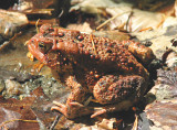 Large Red Toad