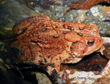 Red Toad Encounter