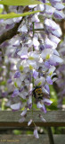 Bee in Wisteria