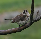 Female Rose Breasted Grosbeak