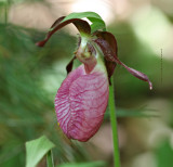 Pink Ladys Slipper